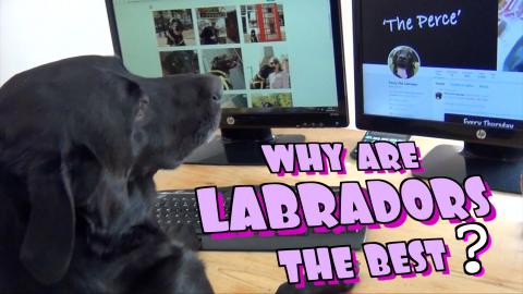 Why Labradors are the Best!!!