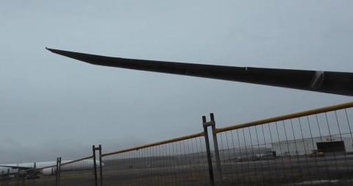 Husky walk around homeless planes at international airpor...