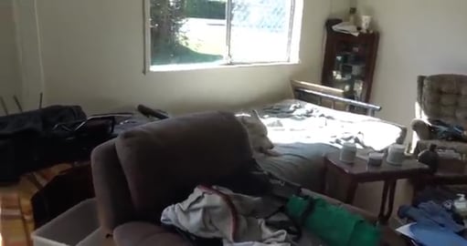 Playing happy families with my pack of animals