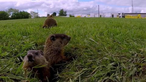 Baby groundhogs can't resist the camera at their burrow e...