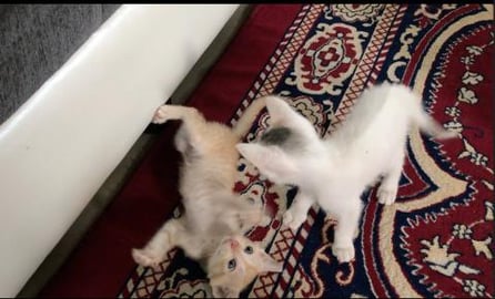  Tedy & Gify lovely flight Part -2 !!!!!!!!!! 