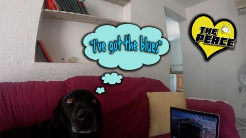 Our Black Labrador Misses his Friends