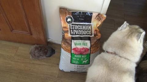 Husky Tikaani gets a new lead & grain free dogfood