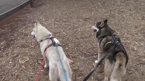 Husky goes to meet friends and check the mail