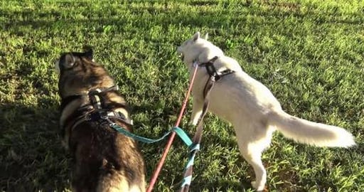 So windy, stick nose in the air and let the sniffs come t...