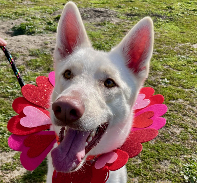 Pet Tales: German shepherd mix dog available at SLO County pet adoption ...