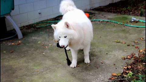 Husky Wants All The Attention