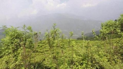 Tea Gardens of Darjeeling | West Bengal