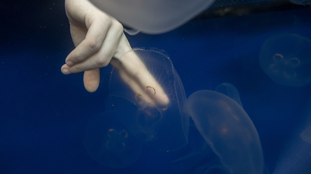 Here's what you can see and touch at the St. Louis Aquarium