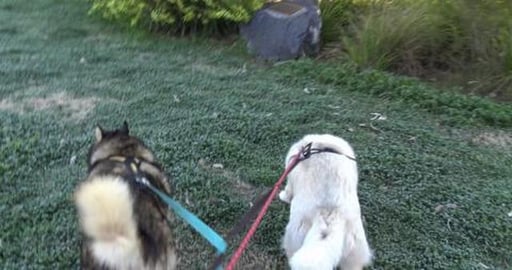 Frosty morning, hello too our new husky friend and of cau...