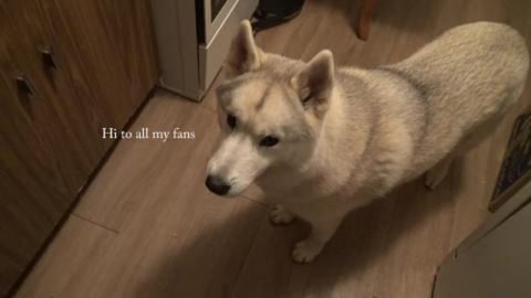 Husky's help bake 2 cakes & a roast