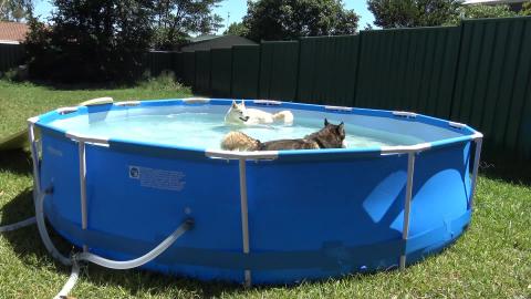 Malamute, Husky & Human enjoying the pool