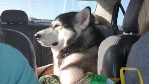 Malamute Talks When I Talk & Is Quiet When I Am