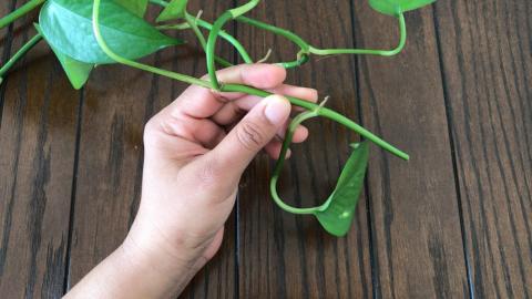 How to Propagate Money Plant perfectly