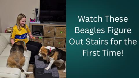 Watch These Beagles Figure Out Stairs for the First Time!...