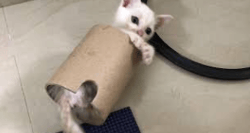 My Timmy cat playing herself without disturbing anyone ve...