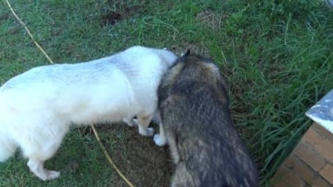 I have wolves in my pool.