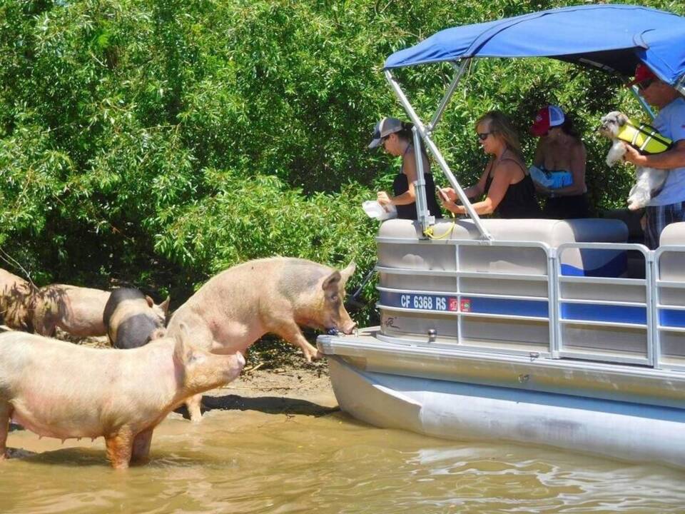 Animal rights group removes pigs from a tiny Delta island | San Luis ...