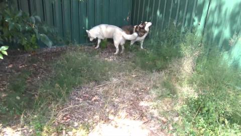 Husky's try wibbly wobbly jelly for first time