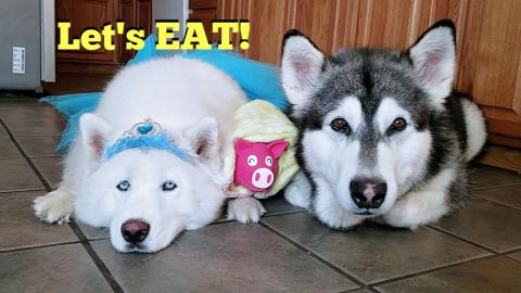 Malamute & Husky Ask For Breakfast | Can You Guess What T...