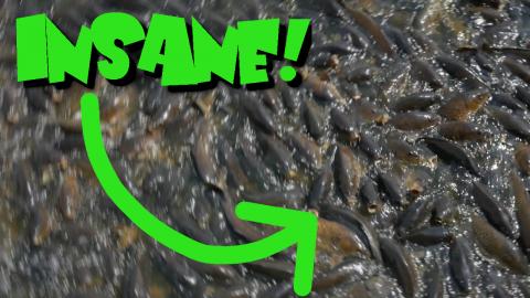 Linesville Spillway is insane!