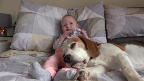 Will our Dogs Fall Asleep on Baby? | Cute Difference Betw...