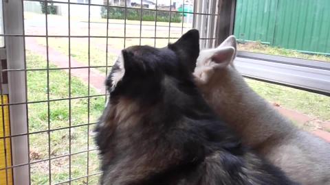 Husky & Malamute dogwatching. Wolf says its more interest...