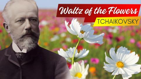 Tchaikovsky: Waltz of the  Flowers