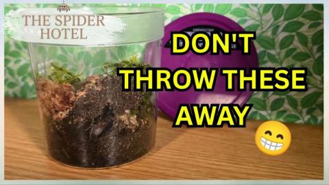 DIY Betta Tank to Spider Home Rehousing Tarantula @spider...