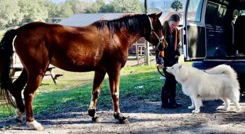 First Time Monroe Meets Horses and Play’s With A Bunch ...