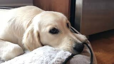 Lola, Golden Retriever Puppy says prayers before meals.