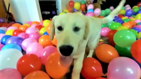 Golden Retriever Dogs Get 1000 Balloon Surprise!