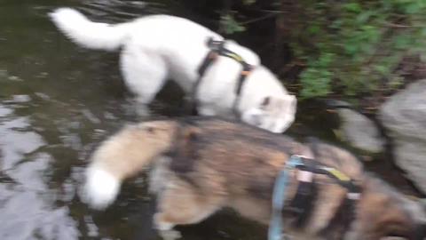 Huskies enjoying splashing in a spring across the road