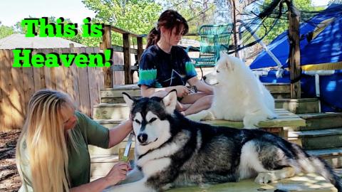 How Many Girls Does It Take To Groom One Malamute Dog
