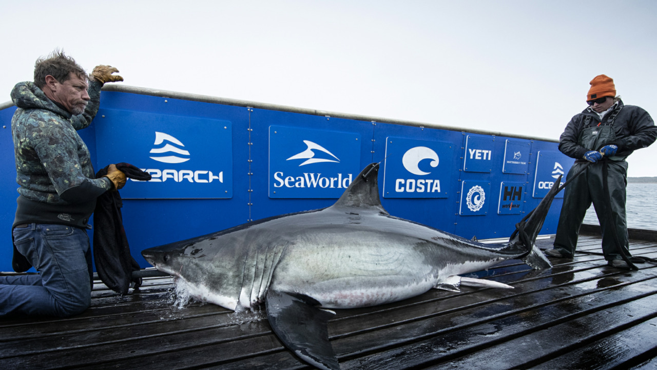 Two Massive Great White Sharks Tracked Off Florida Coast Miami Herald