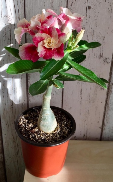 Aprenda a enxertar 5 cores de flores em um só lugar na s...