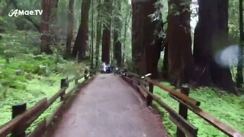 GIANT REDWOODS at the Muir Woods in NORTHERN CALIFORNIA