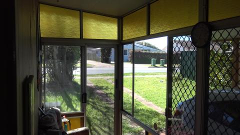 Girls get treats Husky & Guinea Piggies