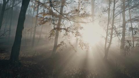Forest Majesty | Relax & Uplift with Mix Music