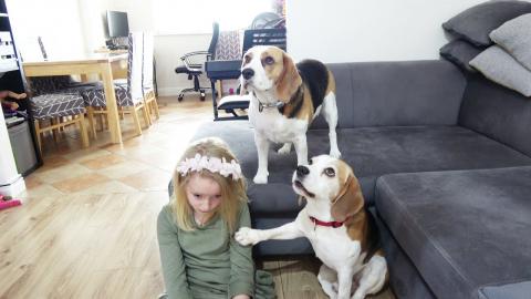 Which Dog is Guilty and Did Pee Into Ball Pit?| Funny Gui...