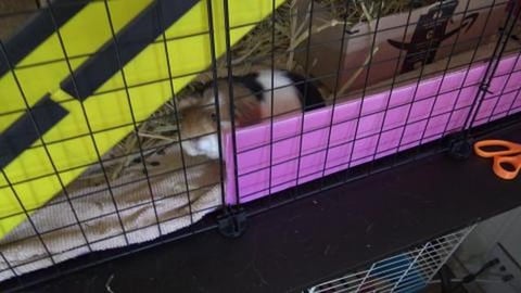 Guinea Pigs, Amaya doesn't want to go too work