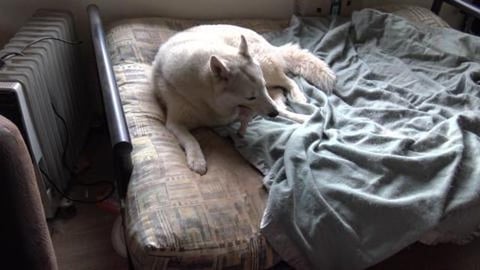 Noisy Huskies enjoying chimken drumsticks