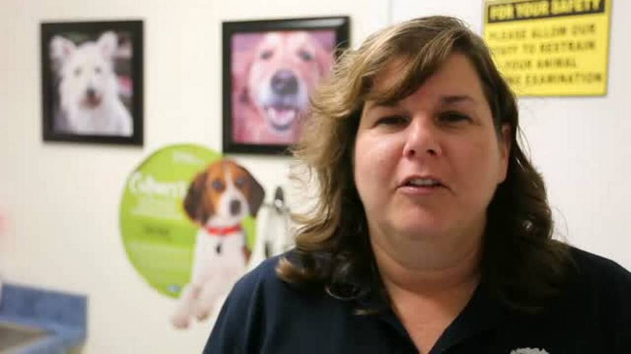 4 women veterinarians practice together at Belleville Animal Clinic |  Belleville News-Democrat