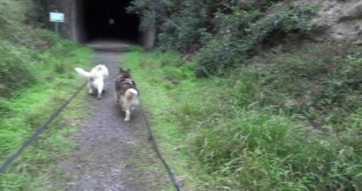 Huskies walk around abandoned train tunnel Part 2
