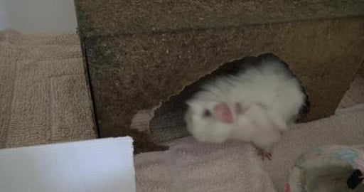 Guinea pigs popcorning & rumbling and wrestling doggies