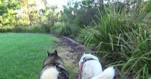 From rain to sunny and very humid, not good for Husky
