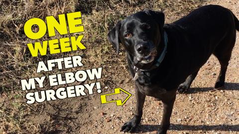 Percy the Labrador on the mend after his Operation