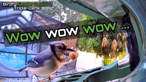 Triple Camera Bird Feeder Setup & Review | Birdfy Feeder ...