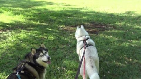 Rabbits too quick for me but doesn't stop Husky from tryi...
