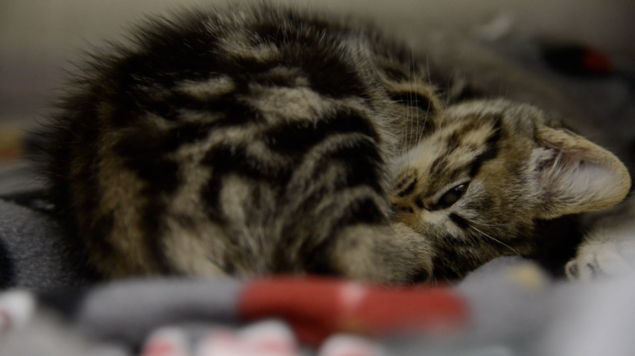 Pets can get COVID19, UC Davis vet experts say Sacramento Bee